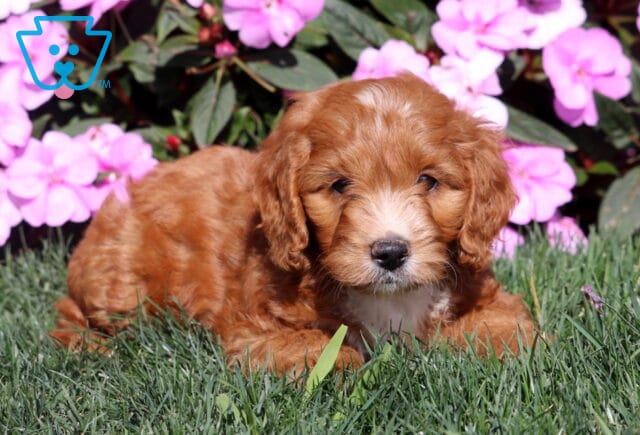 Reggie Mini Goldendoodle2 image