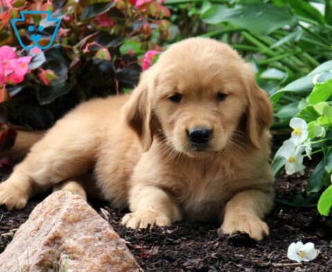 Remi Golden