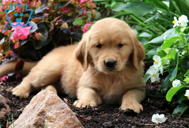 Remi Golden image