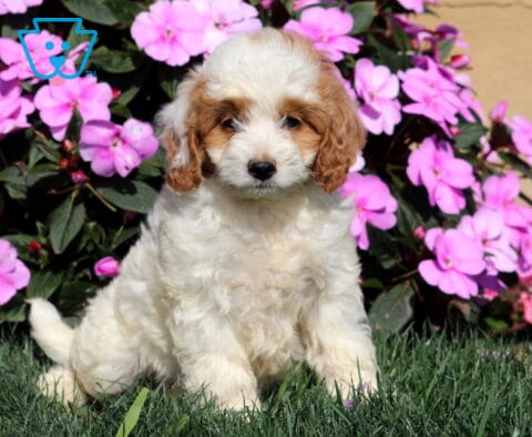 Remi Mini Goldendoodle