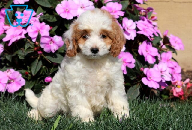 Remi Mini Goldendoodle image