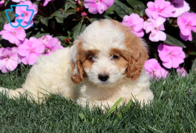Remi Mini Goldendoodle2 image