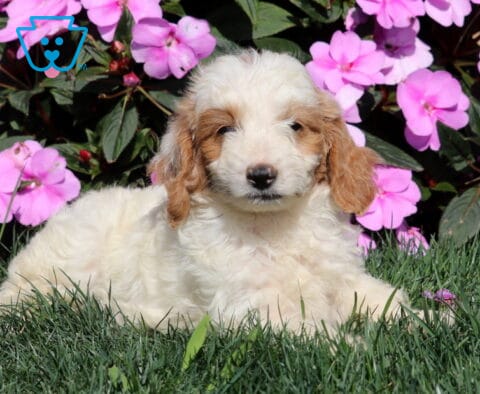 Rex Mini Goldendoodle
