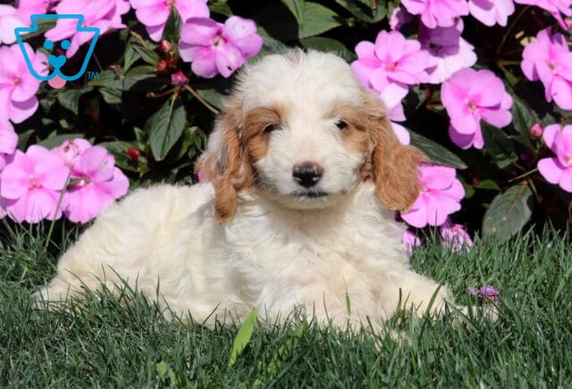 Rex Mini Goldendoodle image