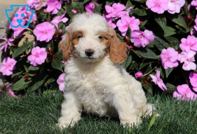 Rex Mini Goldendoodle2 image