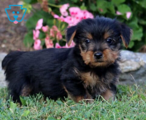 Black and tan Yorkie puppy standing in the grass and looking toward the camera with bright pink flowers and garden stones behind.