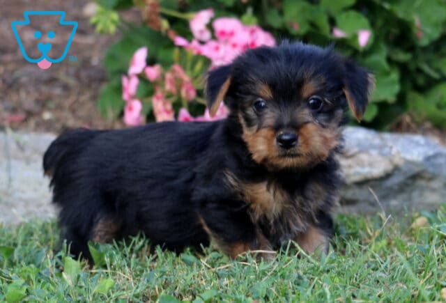 Black and tan Yorkie puppy standing in the grass and looking toward the camera with bright pink flowers and garden stones behind. image