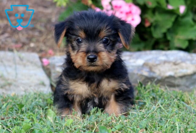 Tiny black and tan Yorkie puppy sitting in the grass, gazing directly at the camera with garden rocks and soft pink blooms in the background. image