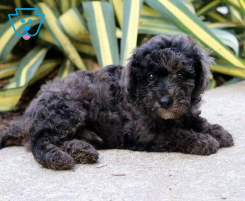 Ricky Mini Poodle