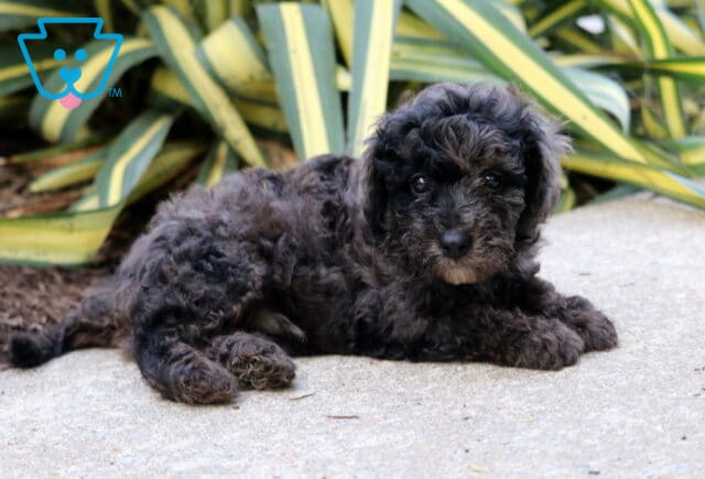 Ricky Mini Poodle image