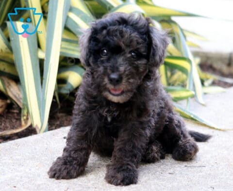 Black Mini Poodle puppy with a curly coat sitting on a stone walkway with a playful open-mouth expression beside striped garden plants.