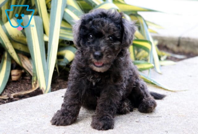 Ricky Mini Poodle2 image