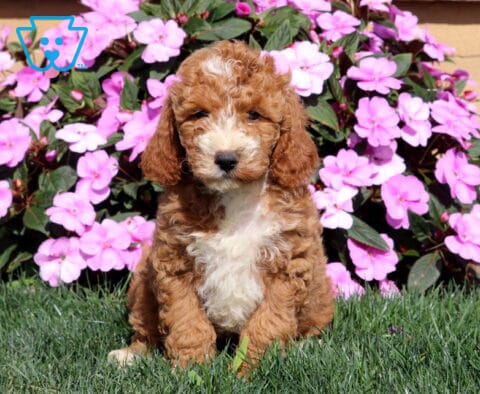 Rocky Mini Goldendoodle