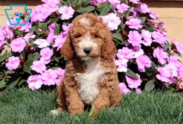 Rocky Mini Goldendoodle image