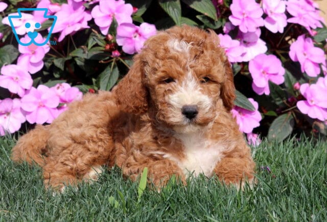 Rocky Mini Goldendoodle2 image