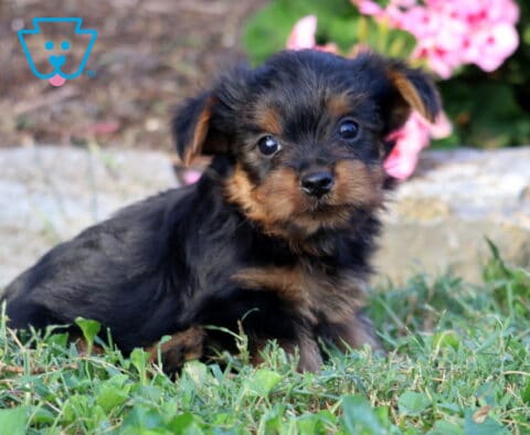 Black and tan Yorkie puppy nestled in the grass, looking curiously toward the camera with floppy ears and pink garden flowers behind.