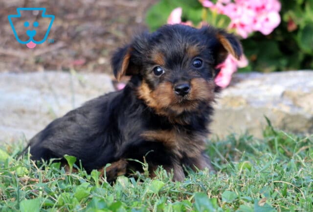 Black and tan Yorkie puppy nestled in the grass, looking curiously toward the camera with floppy ears and pink garden flowers behind. image
