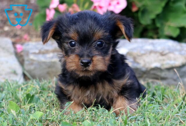 Black and tan Yorkie puppy sitting low in the grass, facing the camera with wide dark eyes and soft pink flowers in the background. image
