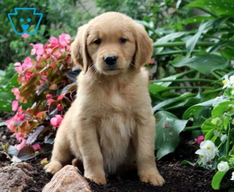 Romeo Golden