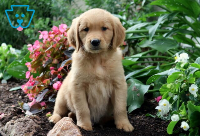 Romeo Golden image