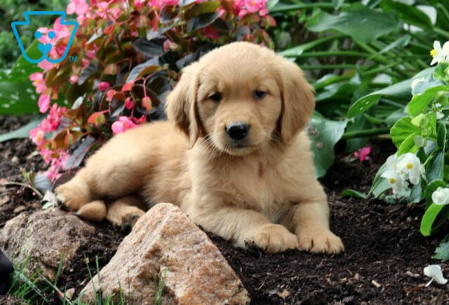 Romeo Golden2 image