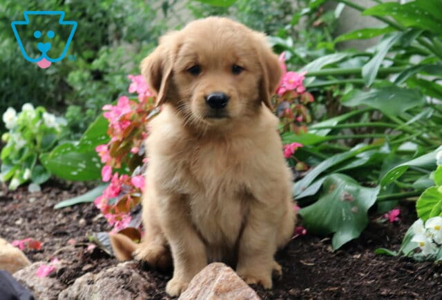Rosco Golden image