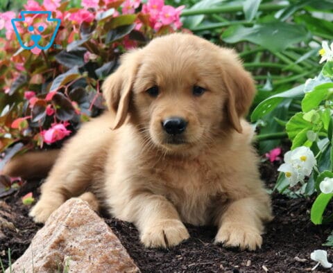 Rosco Golden2
