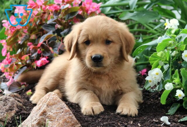 Rosco Golden2 image
