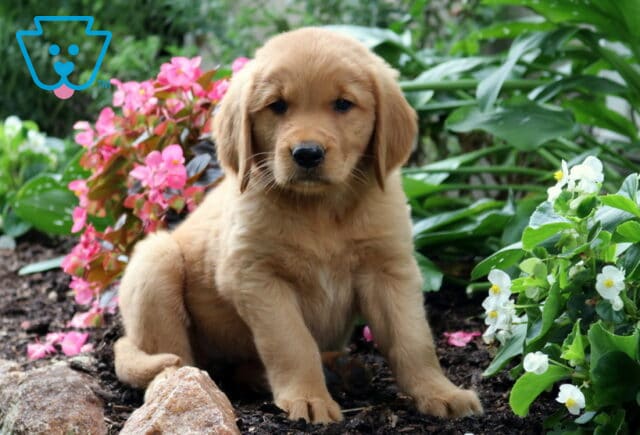 Rosie Golden image