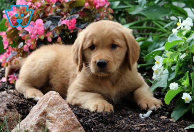 Rosie Golden2 image