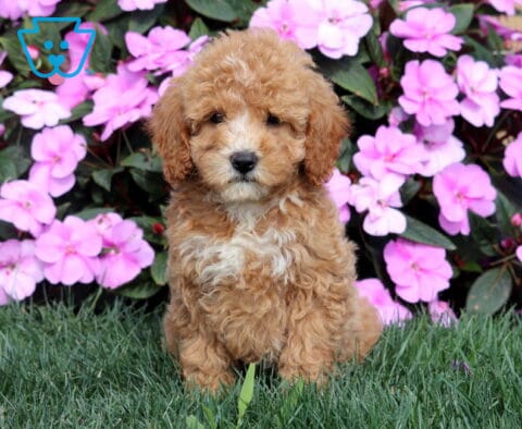 Rosie Mini Goldendoodle