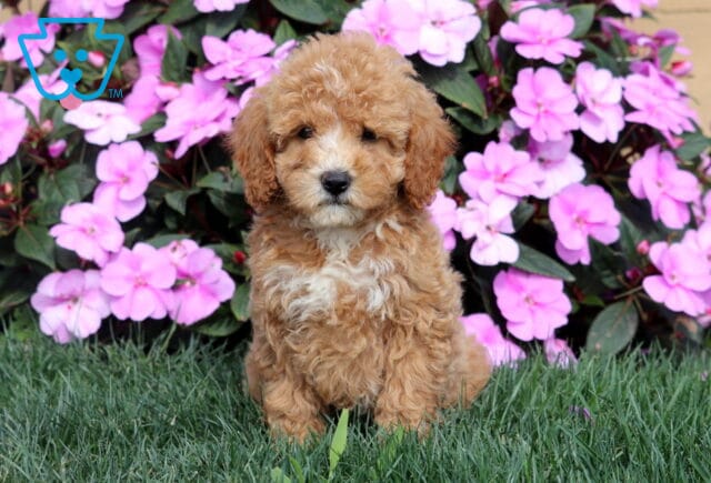 Rosie Mini Goldendoodle image