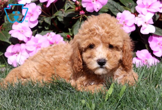 Rosie Mini Goldendoodle2 image