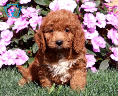 Rover Mini Goldendoodle