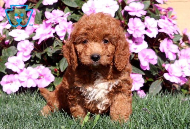 Rover Mini Goldendoodle image