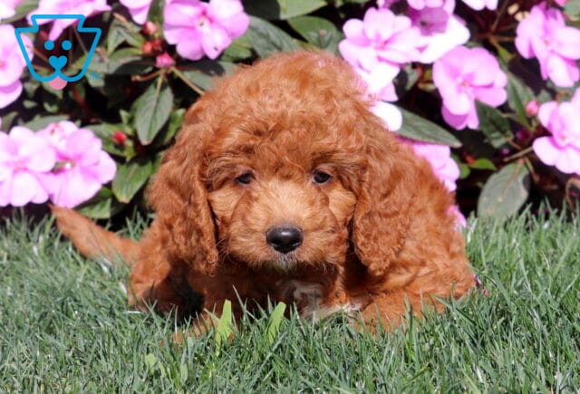 Rover Mini Goldendoodle2 image
