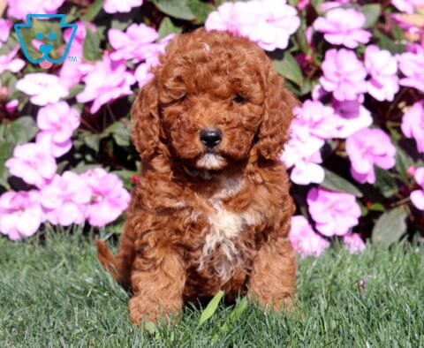 Roxanne Mini Goldendoodle