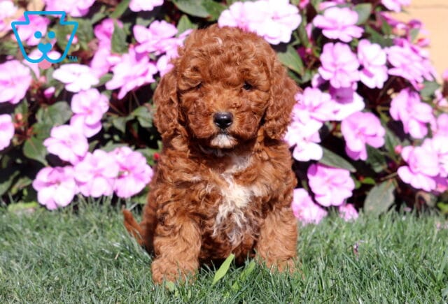 Rich apricot Mini Goldendoodle puppy with a tightly curled coat and small white chest marking sitting in the grass against bright pink blooms. image