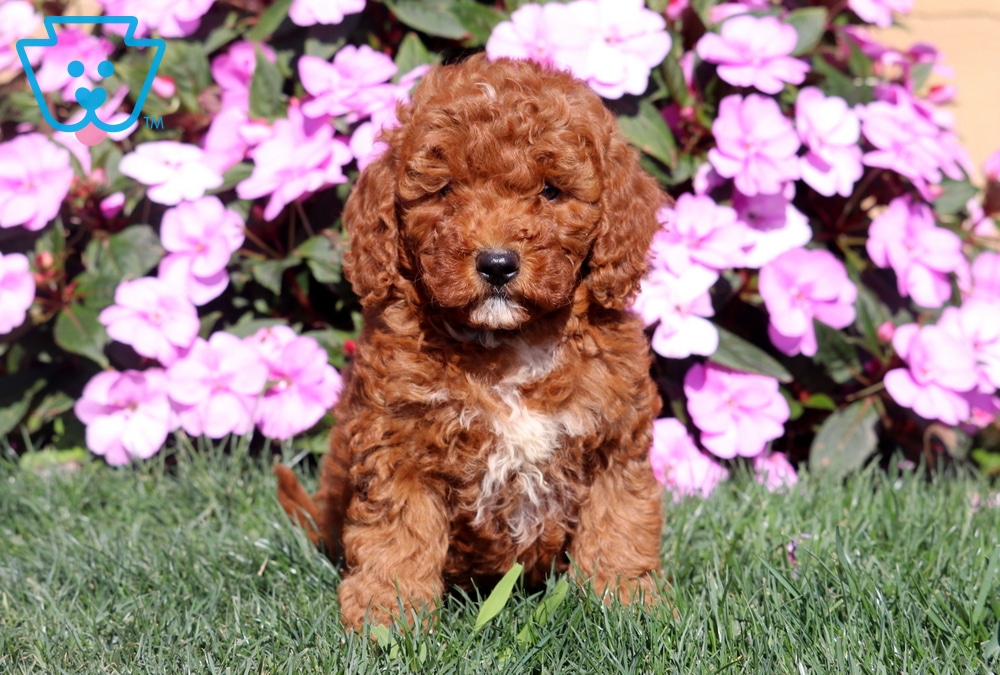 Roxanne, Doodle / designer cross