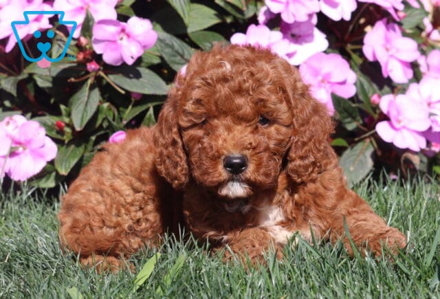 Curly apricot Mini Goldendoodle puppy relaxing in the grass with a small white chin and chest accent, framed by cheerful pink flowers. image