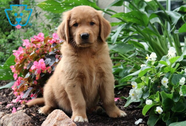 Ruby Golden image