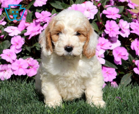 Ruffles Mini Goldendoodle