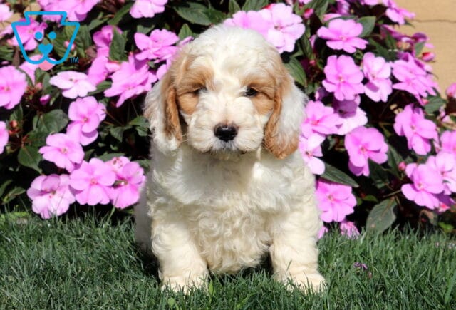 Ruffles Mini Goldendoodle image