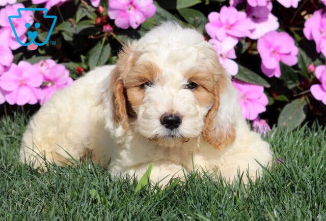 Ruffles Mini Goldendoodle2 image