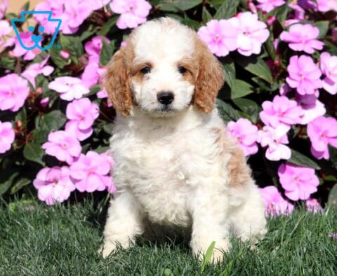 Rylie Mini Goldendoodle