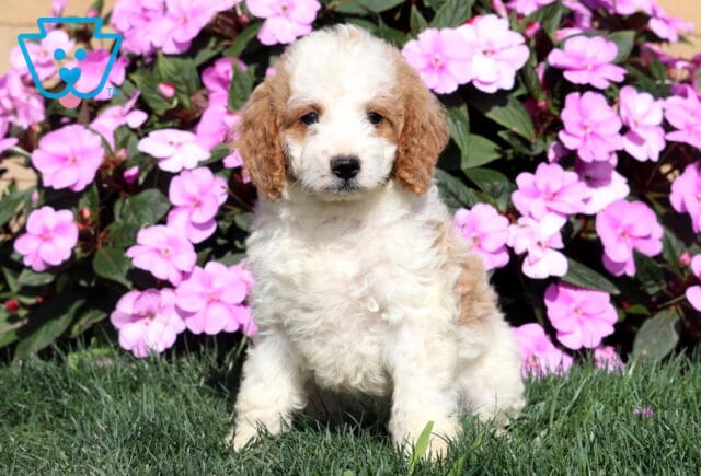 Rylie Mini Goldendoodle image