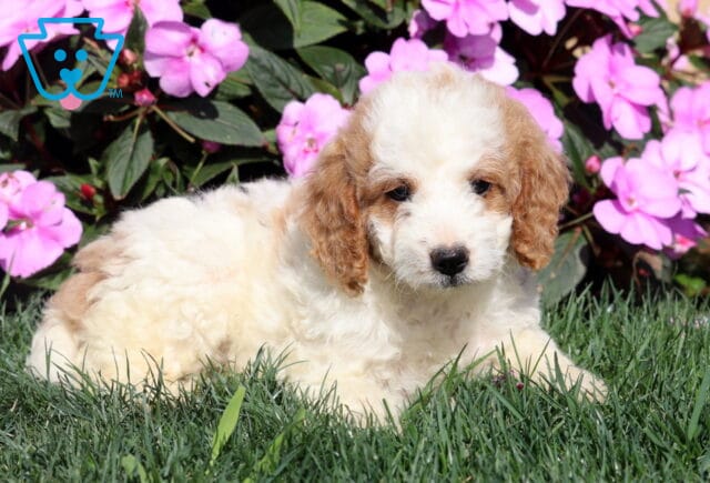 Rylie Mini Goldendoodle2 image