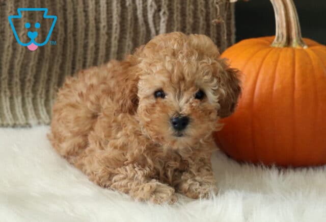 Rylie Toy Poodle image