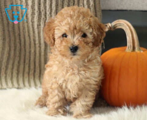 Rylie Toy Poodle2