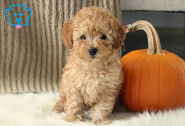 Rylie Toy Poodle2 image